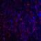 Cytotoxic T-Lymphocyte Associated Protein 4 antibody, RF16013, ProSci, Immunofluorescence image 