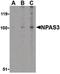 Neuronal PAS Domain Protein 3 antibody, LS-B534, Lifespan Biosciences, Western Blot image 