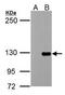 Tyrosine Kinase With Immunoglobulin Like And EGF Like Domains 1 antibody, GTX107818, GeneTex, Western Blot image 