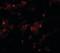 Axin 2 antibody, orb95589, Biorbyt, Immunofluorescence image 