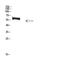 F-Box Protein 7 antibody, A04086, Boster Biological Technology, Western Blot image 