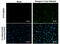 Dengue virus antibody, GTX128093, GeneTex, Immunofluorescence image 