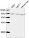 Nuclear Receptor Subfamily 3 Group C Member 1 antibody, LS-C203284, Lifespan Biosciences, Western Blot image 