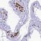 PNMA Family Member 5 antibody, NBP2-13783, Novus Biologicals, Immunohistochemistry frozen image 