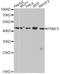 Proteasome 26S Subunit, ATPase 5 antibody, LS-C748583, Lifespan Biosciences, Western Blot image 