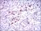 Inner Centromere Protein antibody, NBP2-37471, Novus Biologicals, Immunohistochemistry frozen image 