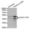 SHC Adaptor Protein 1 antibody, MBS128271, MyBioSource, Western Blot image 