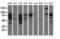 Phosphoinositide-3-Kinase Adaptor Protein 1 antibody, LS-C175788, Lifespan Biosciences, Western Blot image 