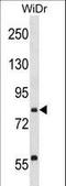 SEC23 Homolog B, Coat Complex II Component antibody, LS-C158936, Lifespan Biosciences, Western Blot image 