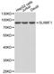 Signaling Lymphocytic Activation Molecule Family Member 1 antibody, LS-C331848, Lifespan Biosciences, Western Blot image 