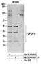 Cp27 antibody, NBP2-59090, Novus Biologicals, Western Blot image 