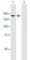 Nuclear Factor Of Activated T Cells 5 antibody, H00010725-B01P, Novus Biologicals, Western Blot image 