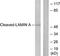 Lamin A/C antibody, LS-B7729, Lifespan Biosciences, Western Blot image 