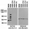 Potassium Voltage-Gated Channel Subfamily A Member Regulatory Beta Subunit 1 antibody, 73-019, Antibodies Incorporated, Western Blot image 