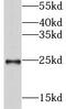 Glutathione S-Transferase Alpha 3 antibody, FNab03688, FineTest, Western Blot image 