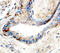 Matrix metalloproteinase-25 antibody, MAB11421, R&D Systems, Immunohistochemistry frozen image 