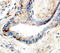 Matrix Metallopeptidase 25 antibody, MAB11421, R&D Systems, Immunohistochemistry frozen image 