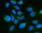 Stathmin 2 antibody, A04729-2, Boster Biological Technology, Immunofluorescence image 