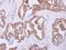 Mitochondrial Ribosomal Protein L11 antibody, NBP2-17296, Novus Biologicals, Immunohistochemistry frozen image 