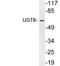UDP Glycosyltransferase 8 antibody, LS-C200044, Lifespan Biosciences, Western Blot image 