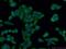 Interleukin 1 Receptor Type 2 antibody, 60262-1-Ig, Proteintech Group, Immunofluorescence image 