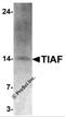 TGFB1-Induced Anti-Apoptotic Factor 1 antibody, 7305, ProSci, Western Blot image 