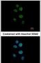 Zinc Finger Protein 83 antibody, PA5-30759, Invitrogen Antibodies, Immunofluorescence image 