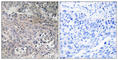 Tu Translation Elongation Factor, Mitochondrial antibody, abx014452, Abbexa, Western Blot image 