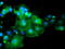Docking Protein 7 antibody, TA504801, Origene, Immunofluorescence image 