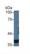Lactate Dehydrogenase A antibody, LS-C374118, Lifespan Biosciences, Western Blot image 