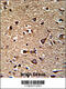 Glutaredoxin 2 antibody, 62-805, ProSci, Immunohistochemistry paraffin image 