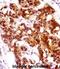 Keratin 7 antibody, abx028398, Abbexa, Immunohistochemistry frozen image 
