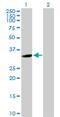Ubiquitin Specific Peptidase 24 antibody, H00023358-B02P, Novus Biologicals, Western Blot image 