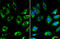 Cytochrome C Oxidase Subunit 4I1 antibody, GTX114330, GeneTex, Immunofluorescence image 