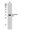 Apurinic/Apyrimidinic Endodeoxyribonuclease 1 antibody, LS-C380580, Lifespan Biosciences, Western Blot image 