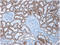Cadherin 6 antibody, BM6019P, Origene, Immunohistochemistry paraffin image 