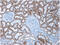 Cadherin 6 antibody, BM6019P, Origene, Immunohistochemistry paraffin image 