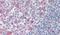 Sushi Domain Containing 2 antibody, PA5-33065, Invitrogen Antibodies, Immunohistochemistry frozen image 