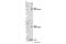 CCR4-NOT Transcription Complex Subunit 6 antibody, 13415S, Cell Signaling Technology, Western Blot image 