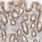 Prostaglandin E Receptor 4 antibody, NBP1-84834, Novus Biologicals, Immunohistochemistry frozen image 