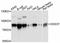 DEAD-Box Helicase 3 Y-Linked antibody, A11704, ABclonal Technology, Western Blot image 