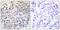 Rap Guanine Nucleotide Exchange Factor 1 antibody, PA5-38706, Invitrogen Antibodies, Immunohistochemistry frozen image 