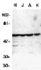 Caspase 10 antibody, 2408, QED Bioscience, Western Blot image 