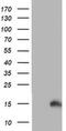 Prefoldin Subunit 6 antibody, MA5-25818, Invitrogen Antibodies, Western Blot image 