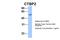 C-terminal-binding protein 2 antibody, ARP50670_P050, Aviva Systems Biology, Western Blot image 