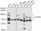 Solute Carrier Family 20 Member 1 antibody, GTX64727, GeneTex, Western Blot image 