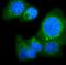 Protein O-Glucosyltransferase 1 antibody, A06826-1, Boster Biological Technology, Immunofluorescence image 