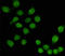 Transducin Beta Like 1 X-Linked antibody, M07014, Boster Biological Technology, Immunocytochemistry image 