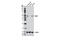 RNA Binding Fox-1 Homolog 3 antibody, 12943S, Cell Signaling Technology, Western Blot image 