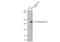 Thrombospondin 2 antibody, GTX134576, GeneTex, Western Blot image 